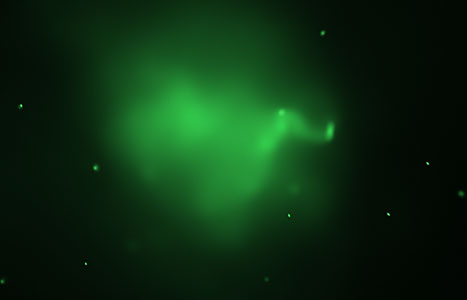 Galaxy cluster Abell 520's hot gas (Chandra)