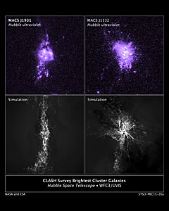 CLASH Survey Brightest Cluster Galaxies and Simulations