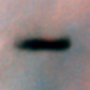 Edge-on protoplanetary disc in the Orion Nebula