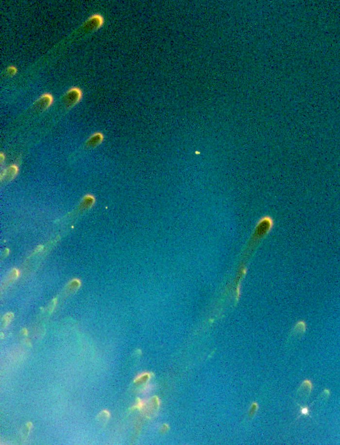 Cometary Knots around a Dying Star